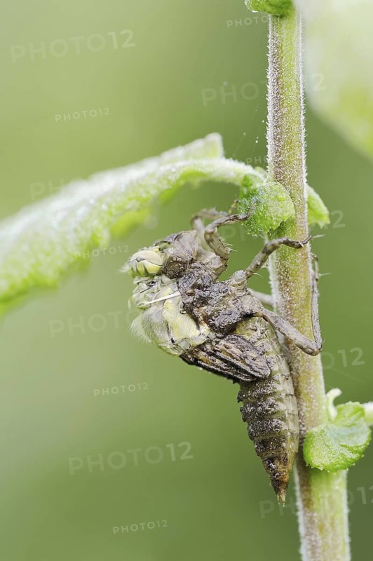 Black-tailed Skimmer (Orthetrum cancellatum), hatch, larva, dragonfly larva, North Rhine-Westphalia, Germany