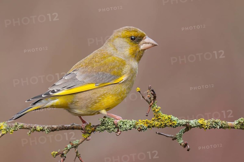 European Greenfinch (Chloris chloris) male perched on a branch, Lower Saxony, Germany