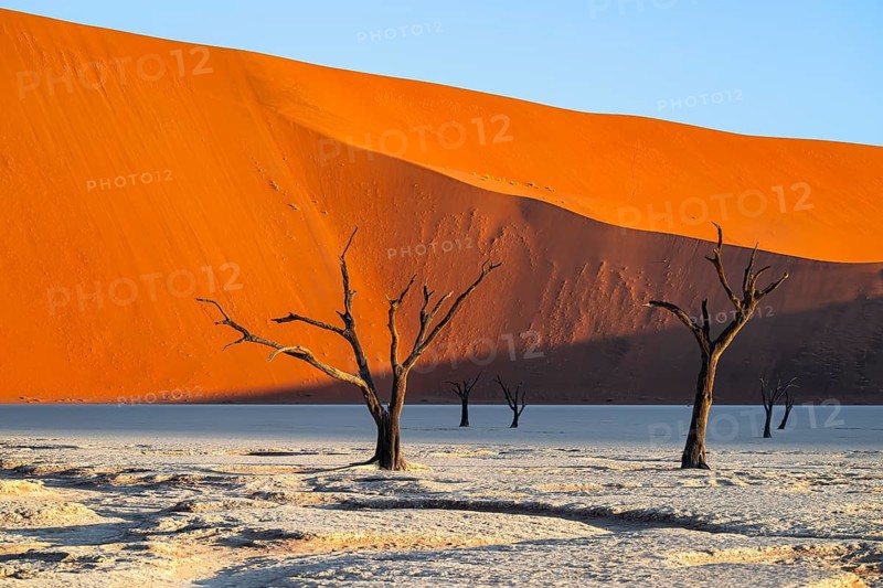 Dead camel thorn trees (Vachellia erioloba), red sand dunes, white salt pan, Dead Vlei, Sossusvlei, Namib Desert, Namib-Naukluft Park, Namibia