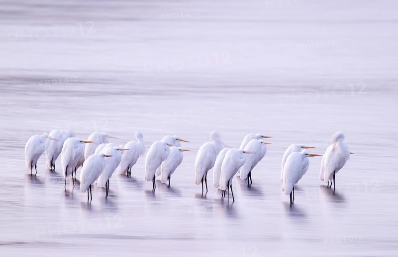 Great White Egret (Ardea alba) many birds are standing in the shallow water zone of a lake in front of sunrise, motion blur, long exposure, dragging, wiping effect, Lower Saxony, Germany