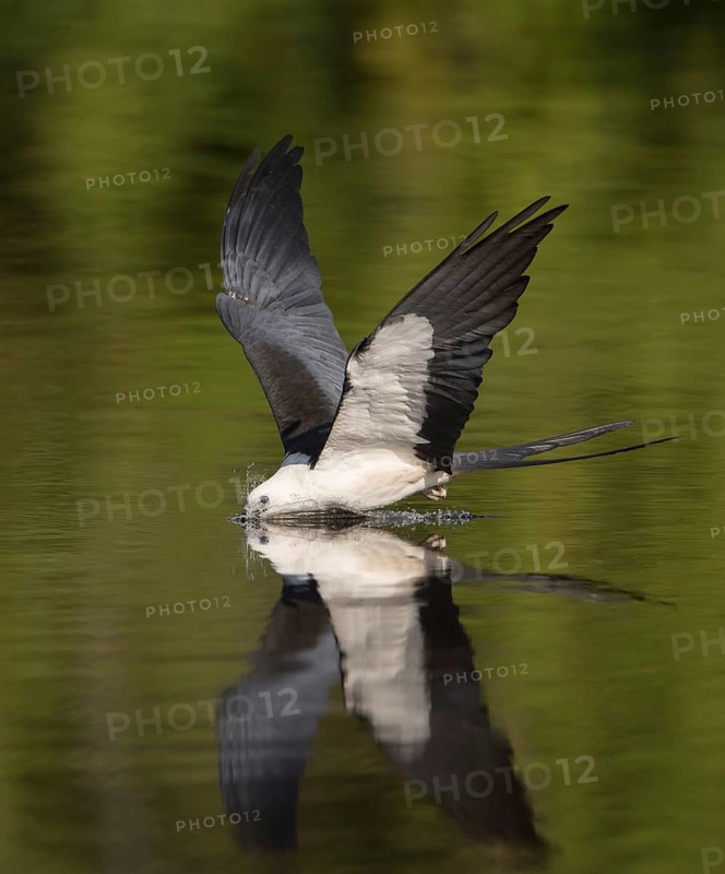 Swallow-tailed Kite (Elanoides forficatus) drinking in flight, Florida, USA