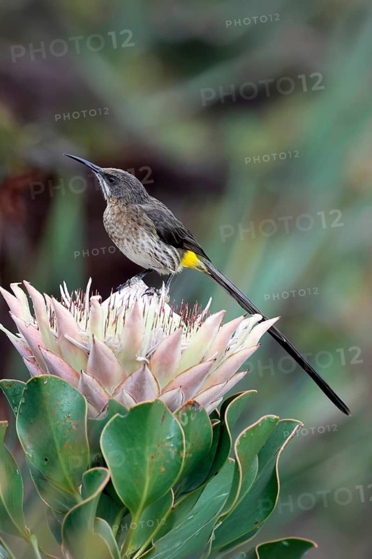 Cape Honeybird (Promerops cafer), adult, male, on flower, Protea, vigilant, Kirstenbosch Botanical Gardens, Cape Town, South Africa