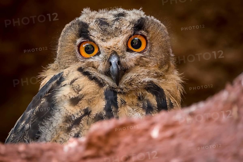 Eurasian Eagle-Owl (Bubo bubo) juvenile, Rhineland-Palatinate, Germany