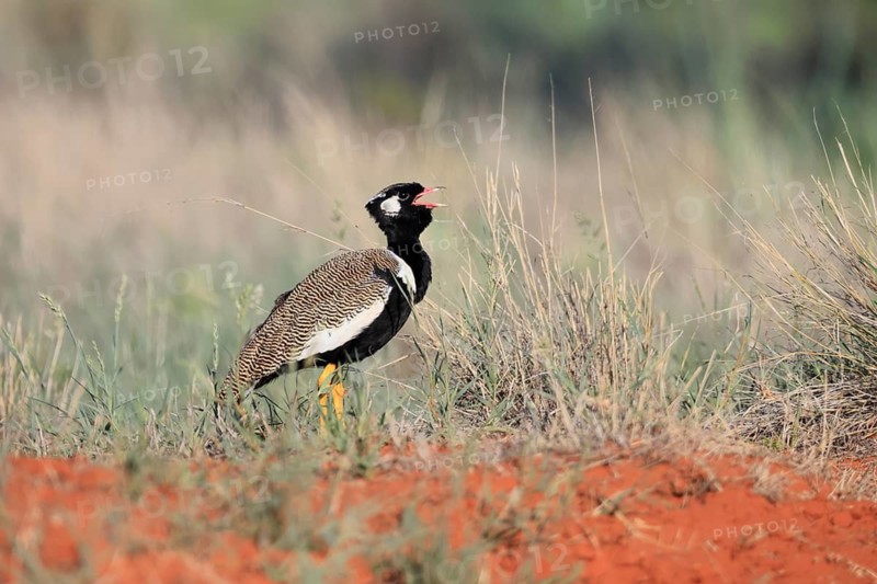 White-winged Bustard (Afrotis afraoides), adult, male, calling, courtship display, Mokala National Park, South Africa