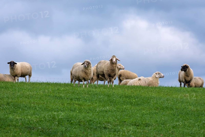 Sheep in the pasture, Middle Franconia, Bavaria, Germany