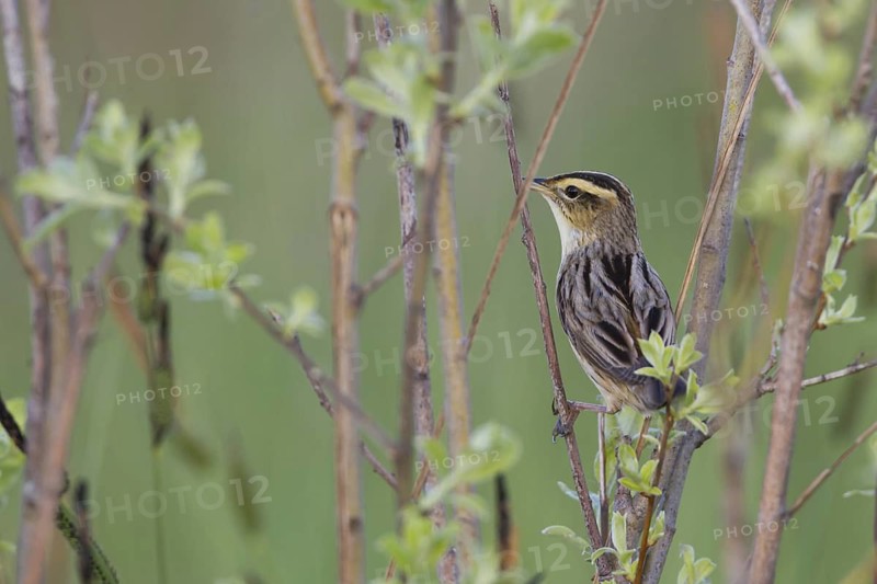 Aquatic Warbler (Acrocephalus paludicola), Poland