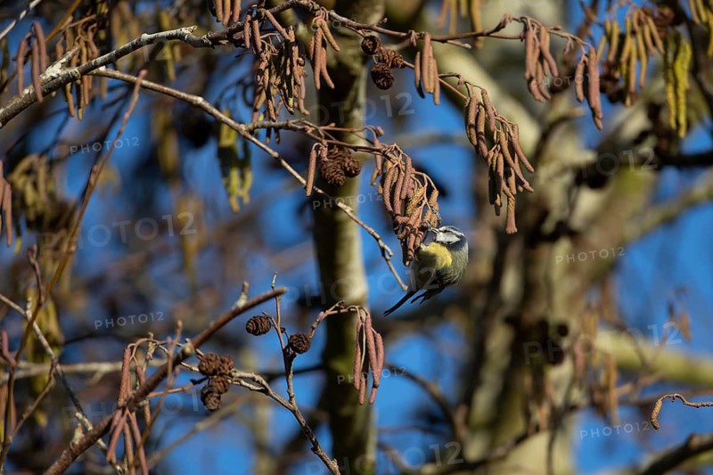 Blue tit (Cyanistes caeruleus) adult garden bird feeding on Alder tree catkins in winter, Suffolk, England, United Kingdom