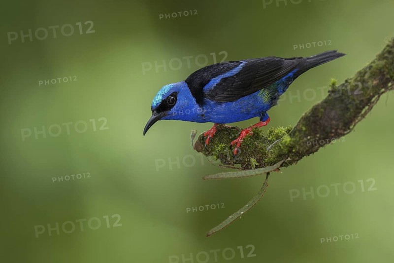 Red-legged Honeycreeper (Cyanerpes cyaneus) male, Costa Rica