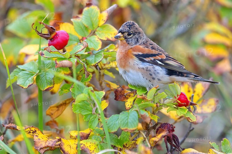 Brambling (Fringilla montifringilla), spring, foraging, Battenberg, Heligoland, Rhineland-Palatinate, Federal Republic of Germany