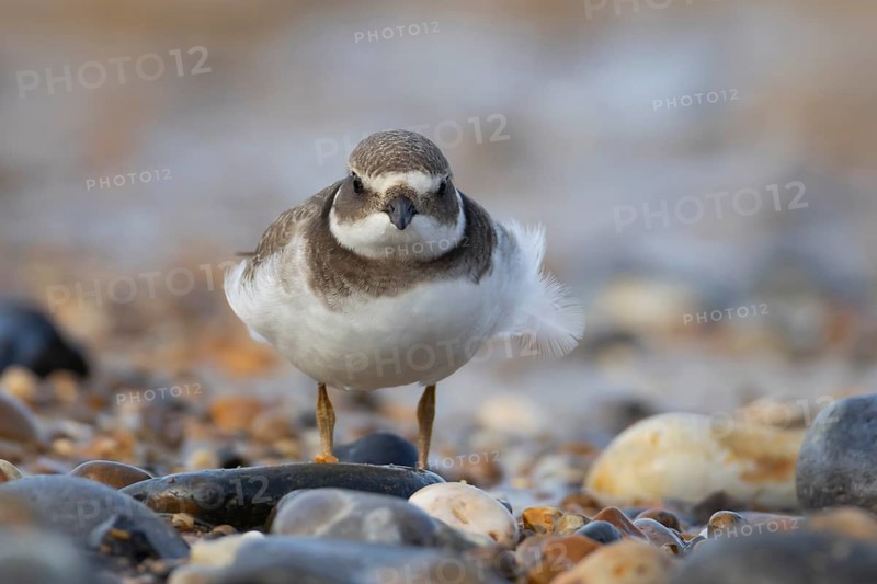 Ringed plover (Charadrius hiaticula) juvenile young wading bird on a beach, Norfolk, England, United Kingdom