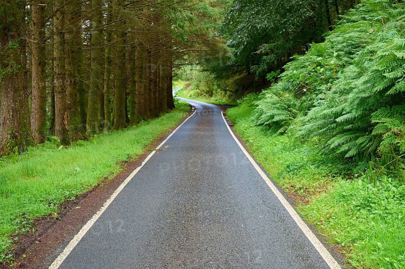 Winding road through a thick forest surrounded by green foliage, Loch Awe, Scotland, United Kingdom, United Kingdom