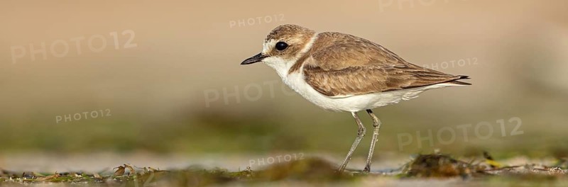 Animals, birds, plover, Kentish plover, (Charadrius alexandrinus), biotope, habitat, foraging, Barr Al Hikman, Shannah, Ash Sharqiyah South, Oman