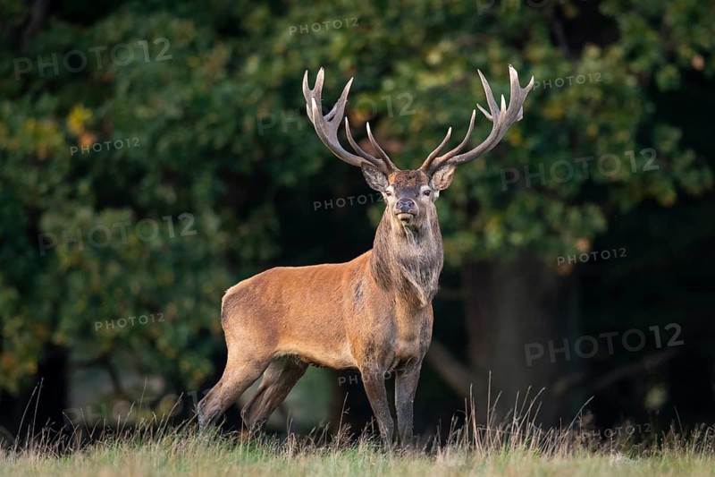 Red deer (Cervus elaphus) with heavy antlers in rut, Klamptenborg, Copenhagen, Denmark