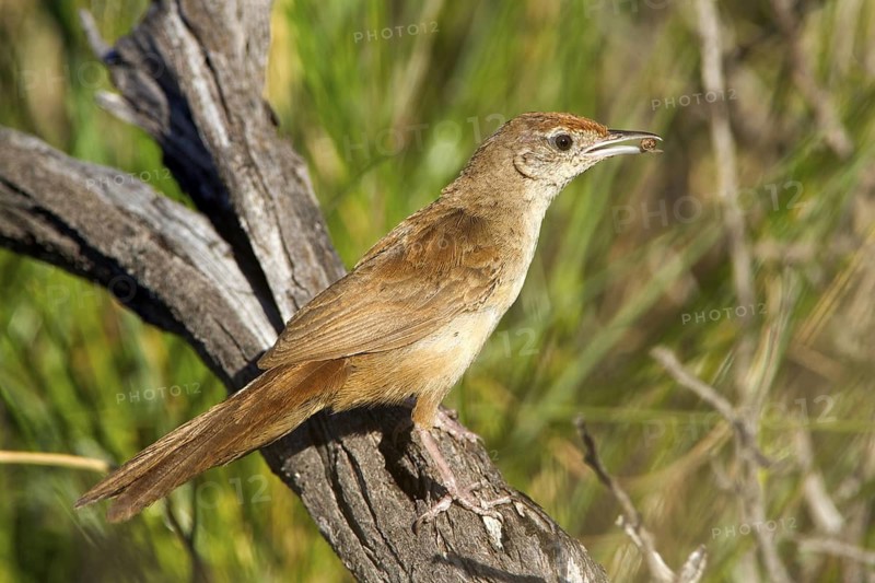 Spinifexbird (Megalurus carteri) with insect prey, Western Australia, Australia