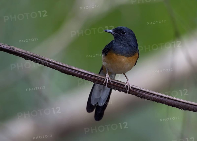 White-rumped Shama (Copsychus malabaricus) female, Malaysia