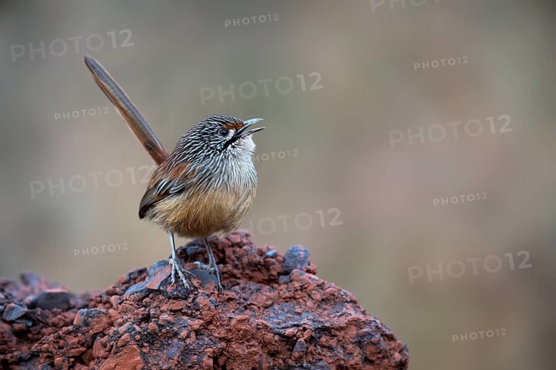 Striated Grasswren (Amytornis striatus whitei) singing from a rock, Western Australia, Australia