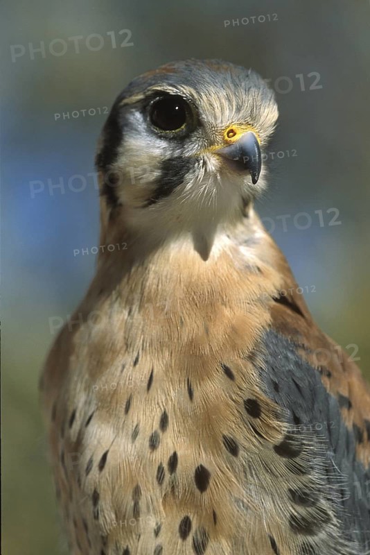 American Kestrel (Falco sparverius), Arizona, USA