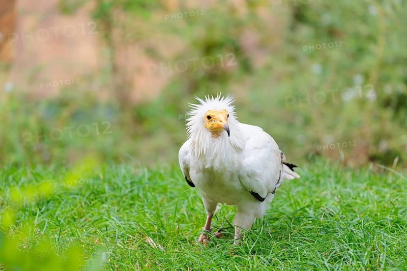 A Egyptian vulture (Neophron percnopterus) stands in green grass close to a carcass after feeding on it. Iberian Peninsula, North Africa, West Asia and India