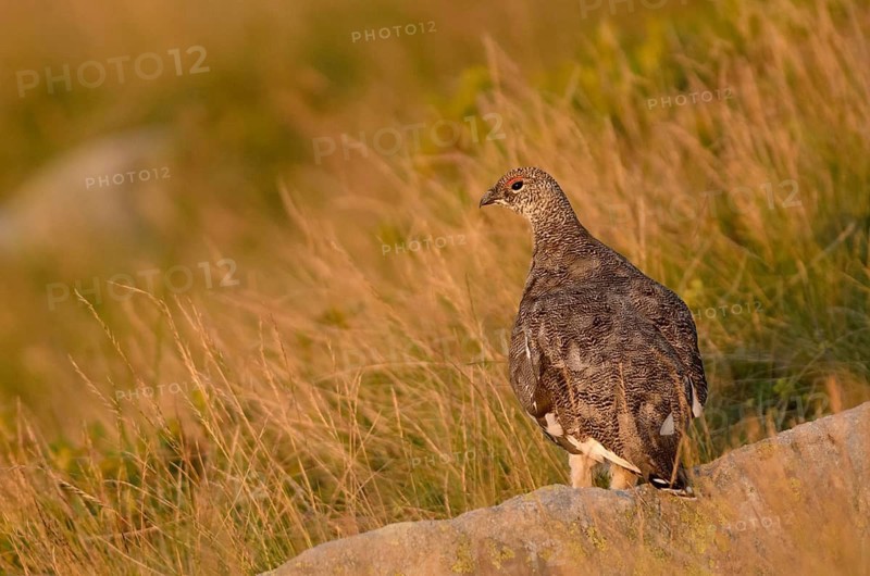 Rock Ptarmigan (Lagopus muta), Bernese Highlands, Switzerland