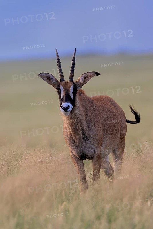 Roan antelope (Hippotragus equinus), adult, alert, Mokala National Park, Northern Cape, South Africa