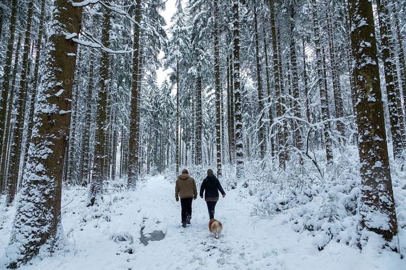 Two woman taking a walk with a dog through a snowy forest, winter, snow, Sieversen, Samtgemeinde Rosengarten, Lower Saxony, Germany