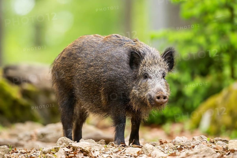 Wild boar (Sus scrofa) standing in a forest, Bavaria, Germany