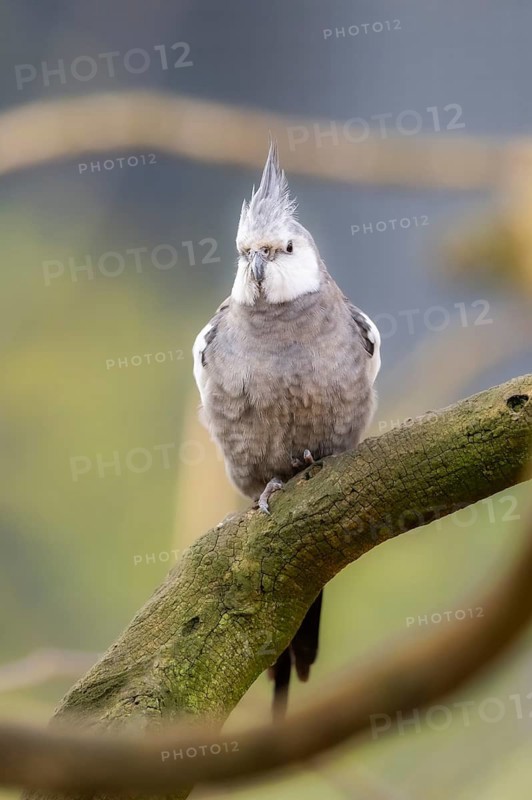 Cockatiel (Nymphicus hollandicus) sitting on a branch, Bavaria, Germany