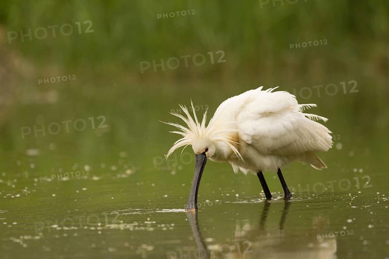 Eurasian Spoonbill (Platalea leucorodia), Serbia