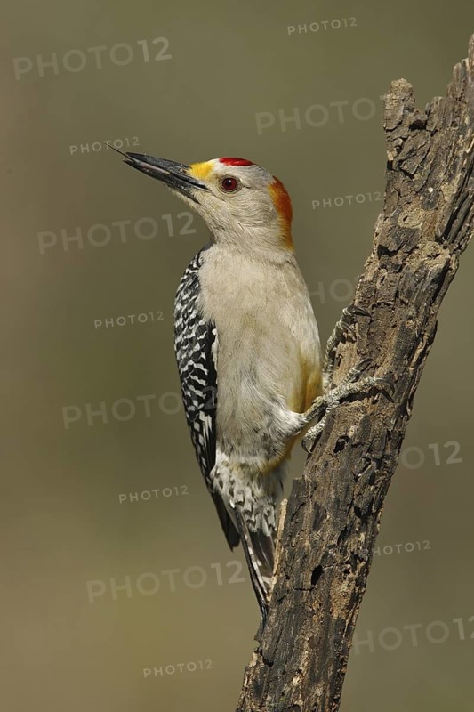 Golden-fronted Woodpecker (Melanerpes aurifrons), Texas, USA