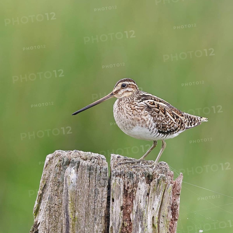 Snipe (Gallinago gallinago), standing on fence posts of a pasture, on moorland, snipe birds, wildlife, nature photography, Ochsenmoor, Naturpark Dümmer See, Hüde, Lower Saxony, Germany