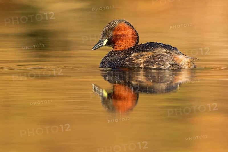 Little grebe, (Tachybaptus ruficollis), (Podiceps ruficollis), animals, birds, grebe family, swims in the water, biotope, habitat, Rosensteinpark, Stuttgart, Baden-Würrttemberg, Federal Republic of Germany