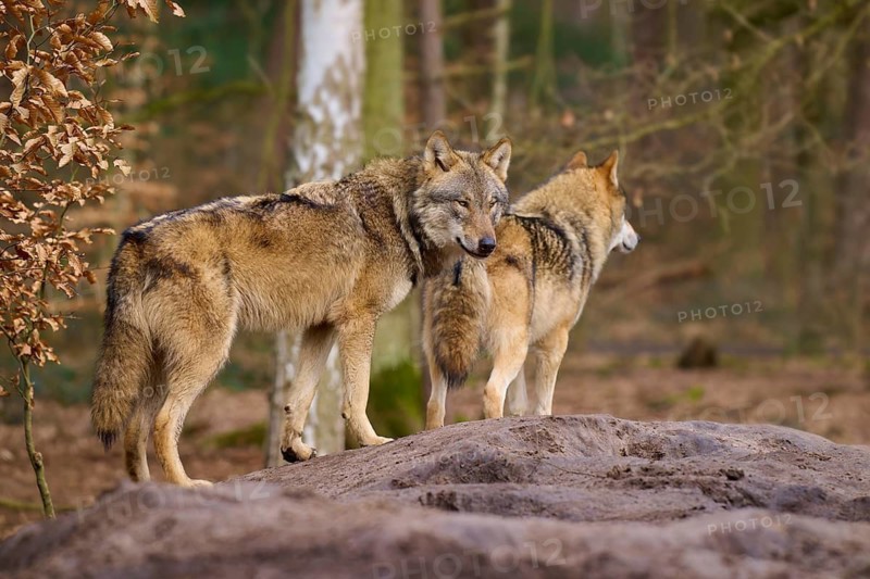 Two wolves on a hill, with an attentive look in the forest, Wolf (Canis lupus), Germany