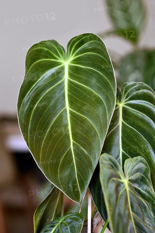 Leaf of exotic 'Philodendron Melanochrysum' houseplant with long velvet leaves