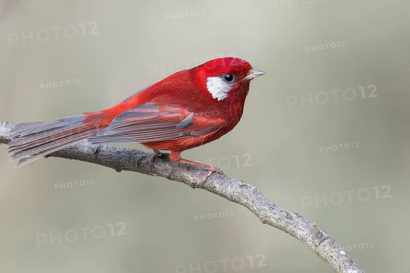 Red Warbler (Cardellina rubra) perched on a branch in Oaxaca, Mexico