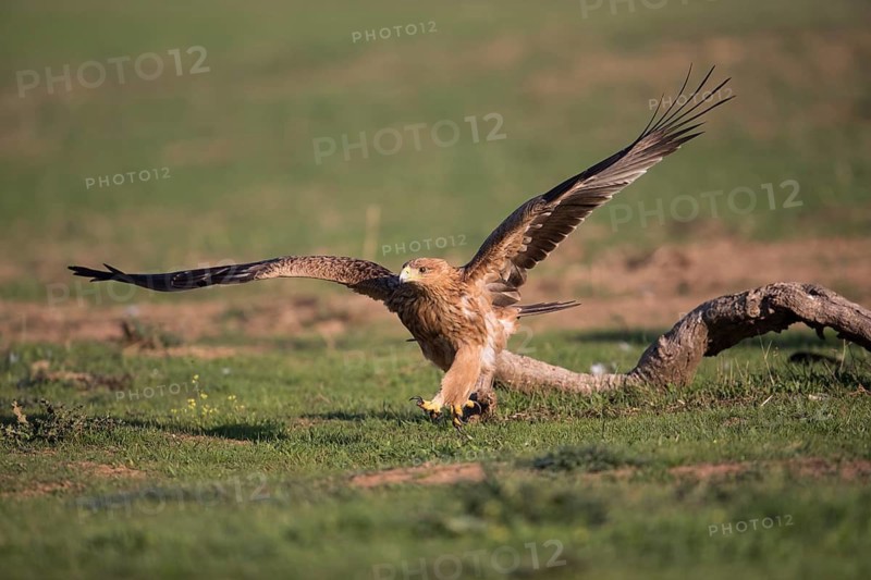 Juvenile Iberian Eagle (Aquila adalberti), Spanish imperial eagle, Extremadura, Castilla La Mancha, Spain