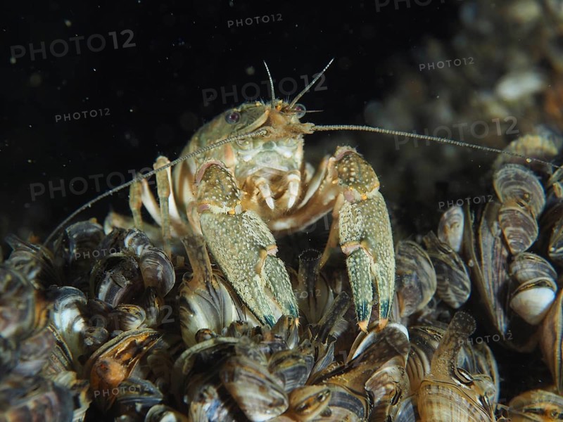 Crayfish (Faxonius limosus), American crayfish, invasive species with antennae between mussels, quagga mussel (Dreissena rostriformis bugensis), invasive species, in a dark underwater environment. Dive site Wildsau, Berlingen, Lake Constance, Switzerland, Germany