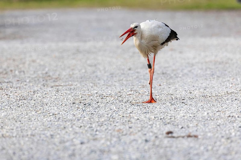 White stork (Ciconia ciconia), feeding on a path, Affenberg, Salem, Lake Constance region, Baden-Württemberg, Germany