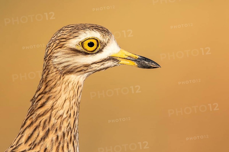 Eurasian Stone-curlew (Burhinus oedicnemus), Castile-La Mancha, Spain