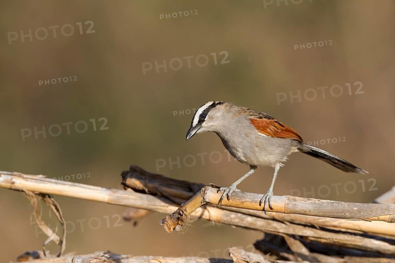 Black-crowned Tchagra - Senegaltschagra - Tchagra senegalus ssp. cucullatus, Morocco