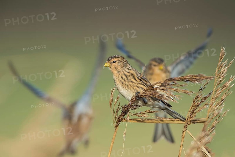 Twite (Linaria flavirostris), Schleswig-Holstein, Germany