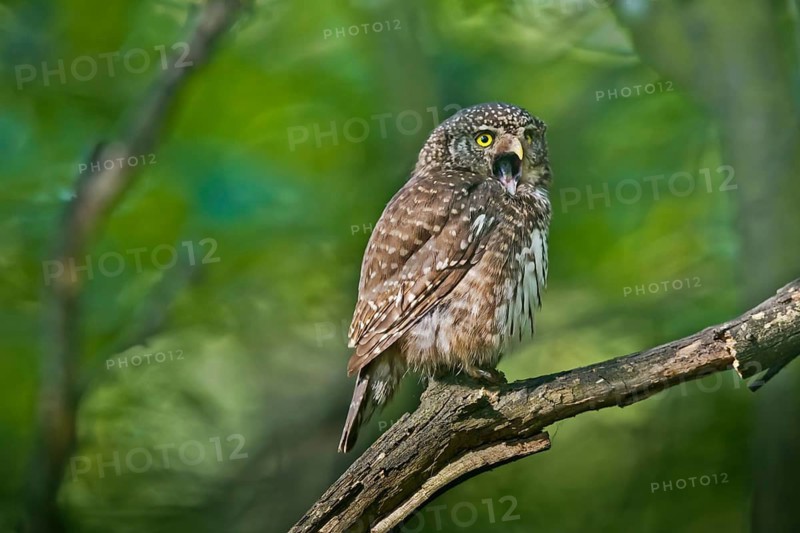Eurasian Pygmy Owl (Glaucidium passerinum) female perched on a branch, Bavaria, Germany
