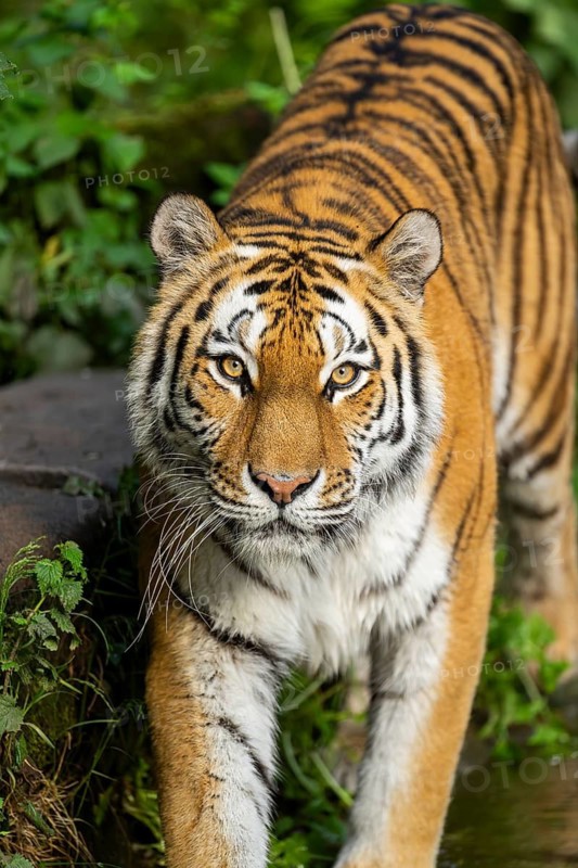 Siberian tiger or Amur tiger (Panthera tigris altaica) portrait, walking, Bavaria, Germany