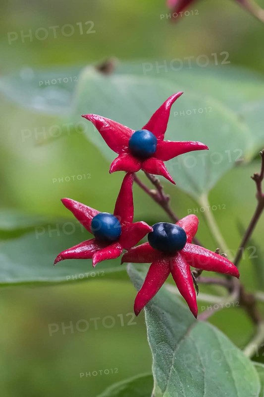 Japanese lotus tree (Clerodendrum trichotomum var. fargesii), Berggarten, Germany