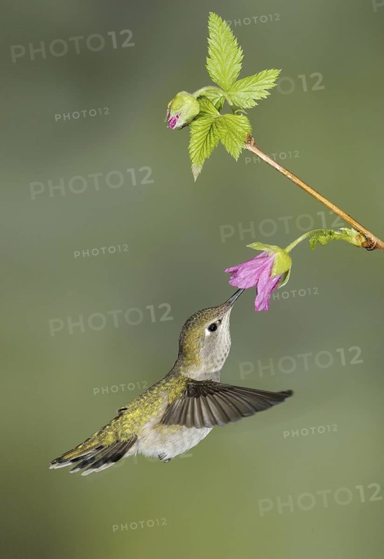 Anna's Hummingbird (Calypte anna), British Columbia, Canada