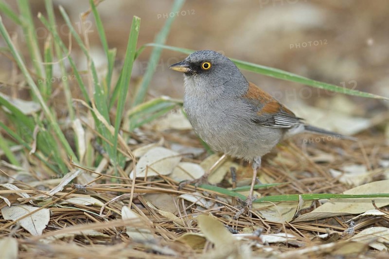 Yellow-eyed Junco (Junco phaeonotus) perched on the ground in southern Arizona, USA