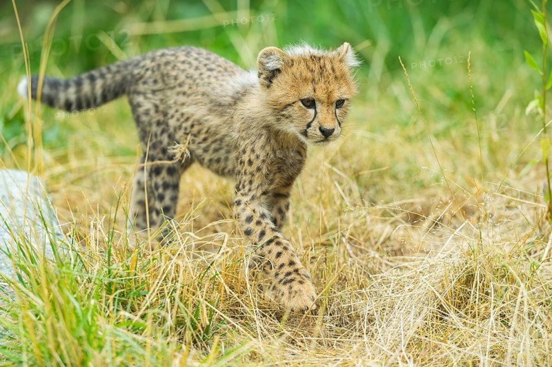 Cheetah (Acinonyx jubatus) youngster walking on a meadow, captive, occurrence Africa