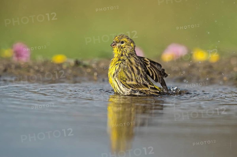 European Serin (Serinus serinus) bathing at a waterhole, Aosta Valley, Italy