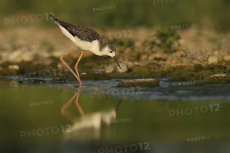 Black-winged Stilt (Himantopus himantopus) juvenile foraging, Piedmont, Italy