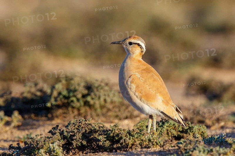 Cream-colored Courser (Cursorius cursor), Fuerteventura, Spain