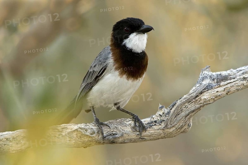 White-breasted Whistler (Pachycephala lanioides) male, Western Australia, Australia